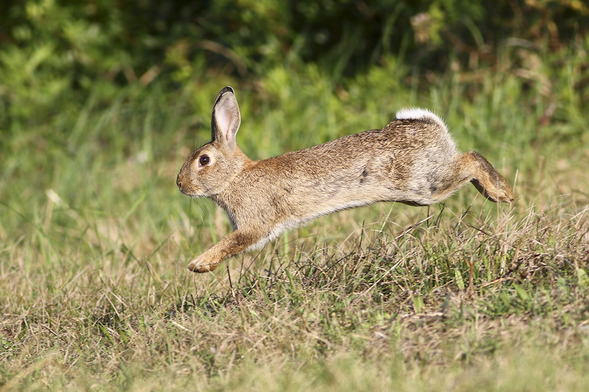 Rabbit Hunting – Shotgun or .22?