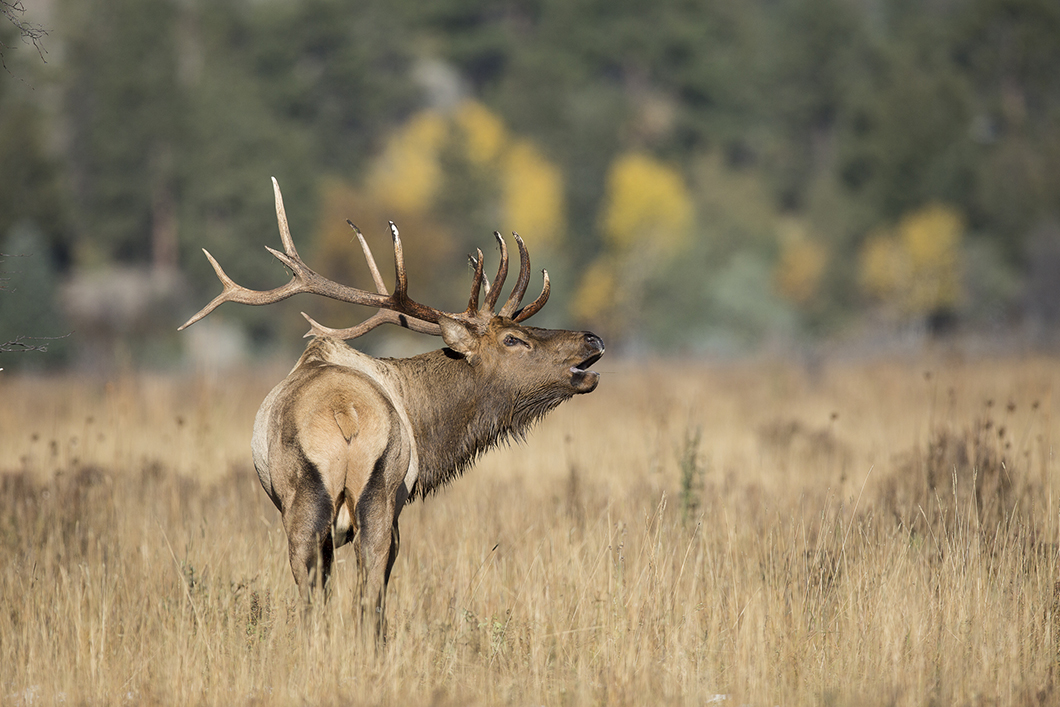 Rounds for the Round-Horned Elk