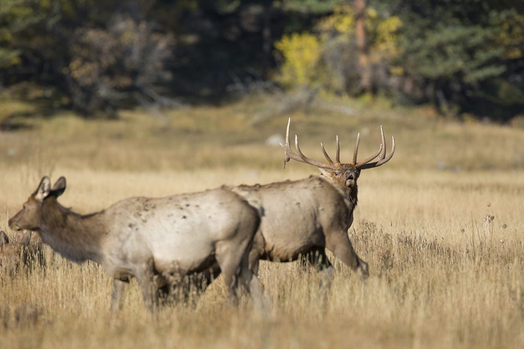 Rounds for the Round-Horned Elk | Browning Ammunition