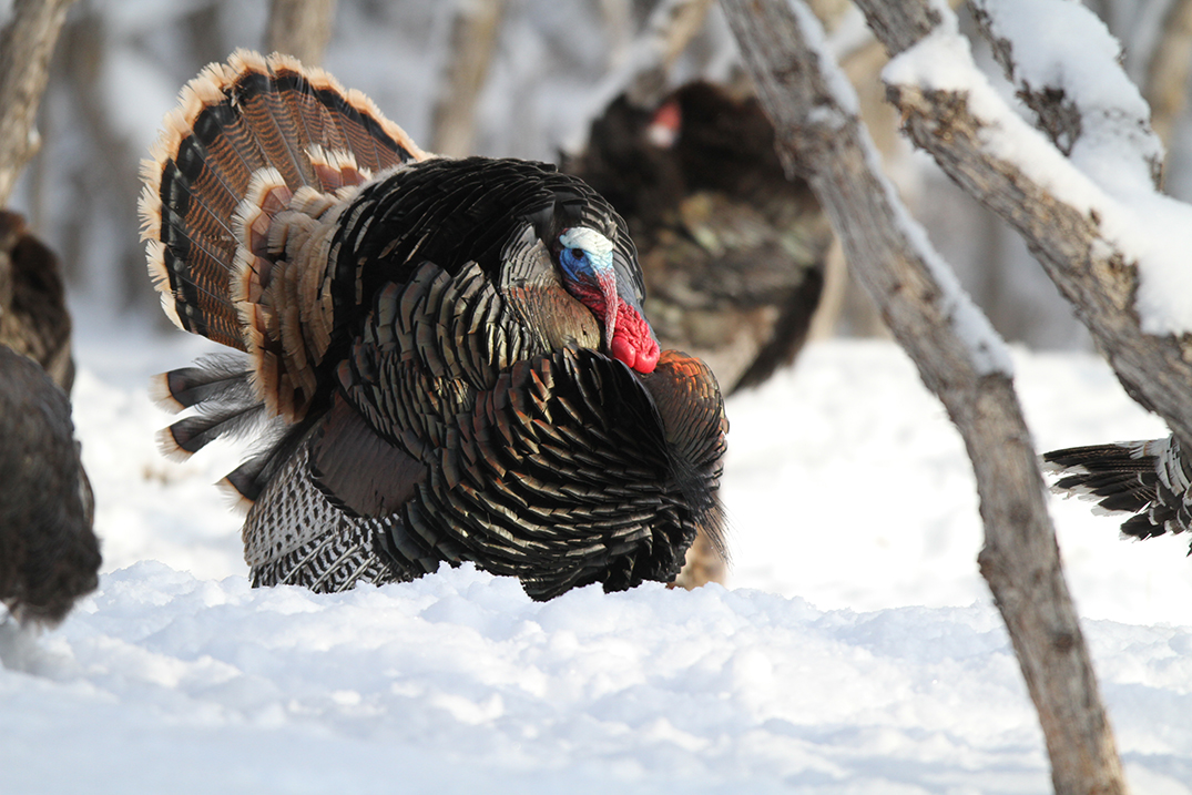 Anyone Call for Snow? Early Season Turkey Hunting