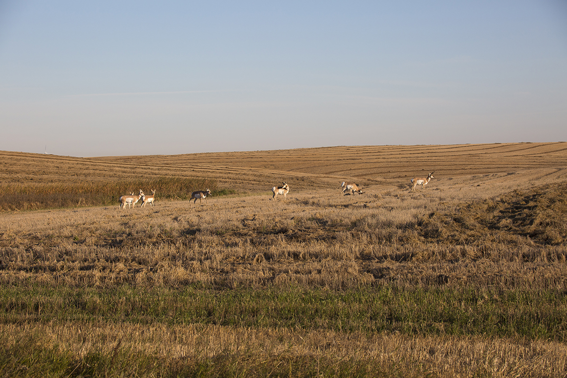 Prairie Clipper: The Pronghorn Antelope