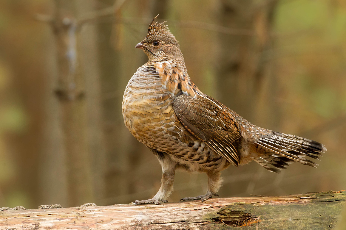 Grouse, Woodcock, and Rails