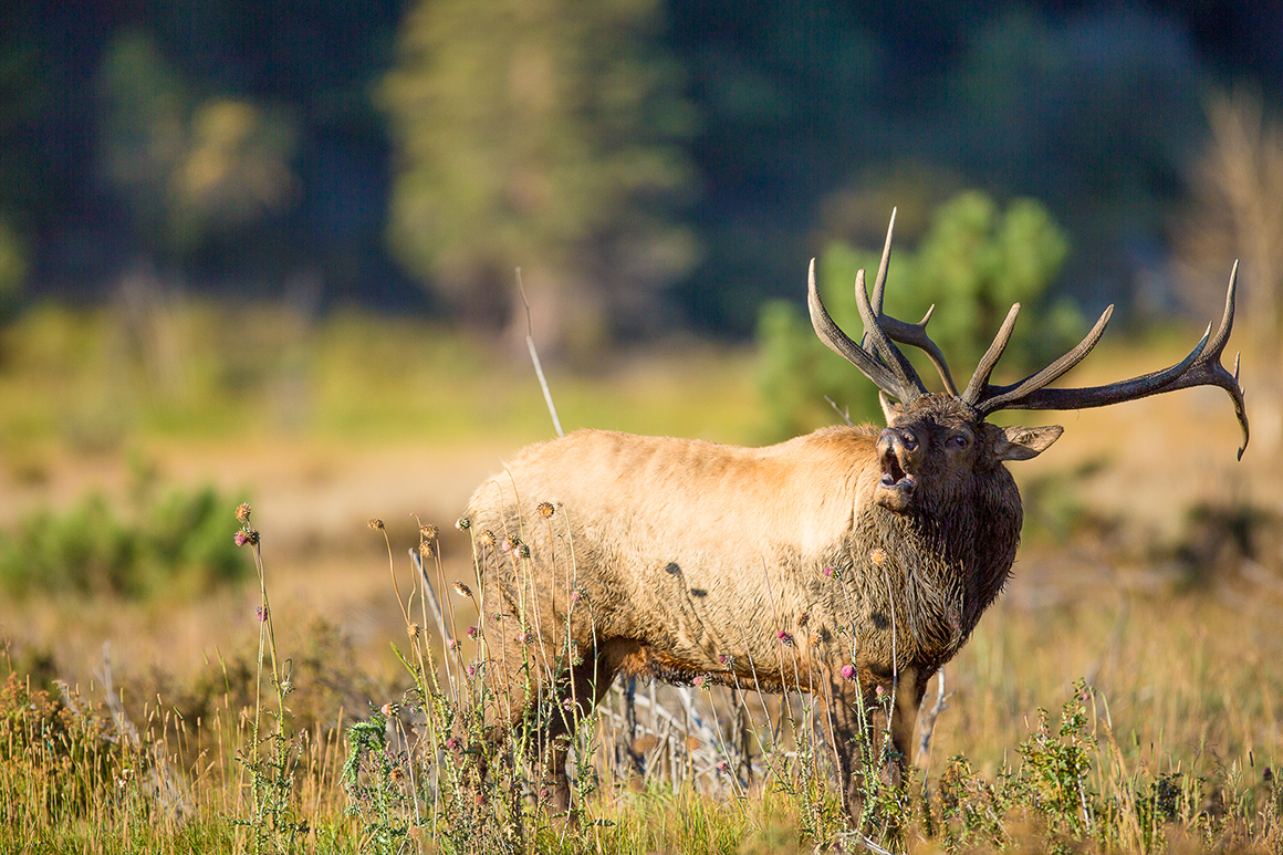 Elk Velocities