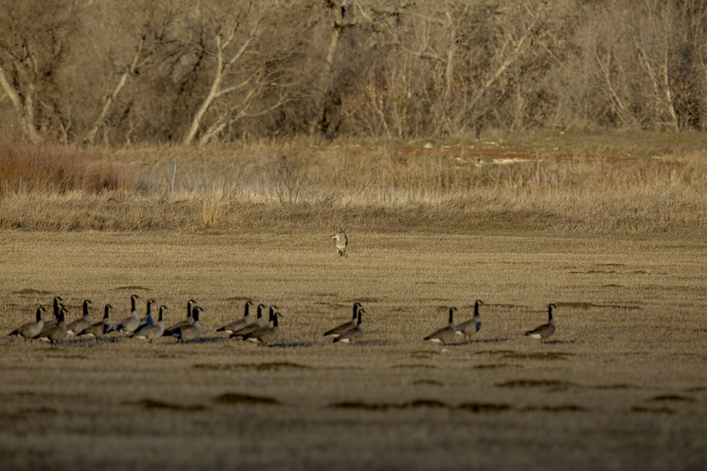 It’s Predator Time! | Browning Ammunition