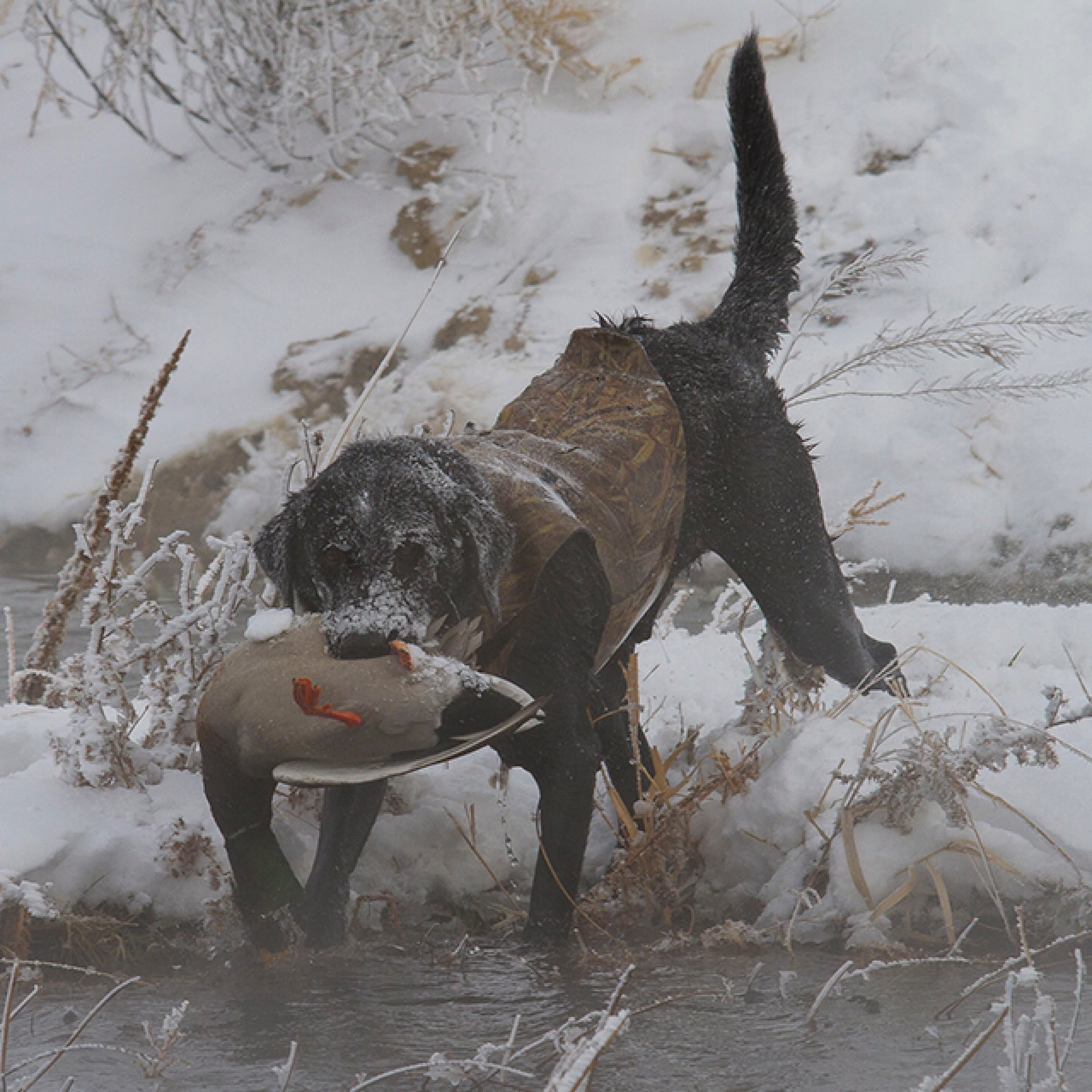 Hunting dog fetching duck